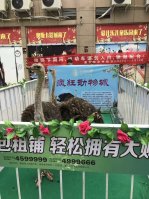 馬戲團出租表演附近哪里有大型活動雜技演出租賃的公司_濟南演出公司